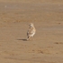 Mongolian Lark