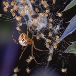 European garden spider (Araneus diadematus