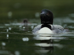 Front view of Common Loon, Minnesota, USA