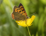 Small Copper