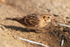 Lapland Bunting feeding on an insect