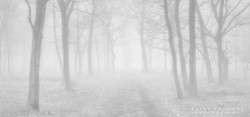 Misty Track