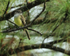 Panama Flycatcher, Gamboa, Panama