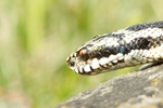 Adder 4