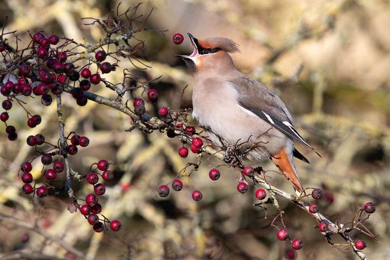 Waxwing - Hassop - Derbyshire
