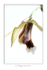 Coelogyne speciosa 2