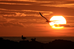 Flying Black-browed Albatross passing setting sun, Steeple Jason