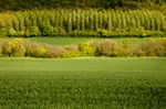 Eaton Coppice