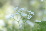 Sweet Woodruff