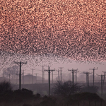 Starlings