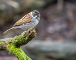Reed Bunting