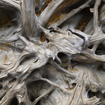 Bleached Tree Root