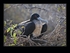 Female frigatebird
