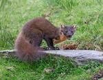 Pine Marten - Martes martes
