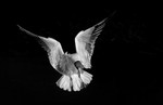 Black Headed Gull Lars Ridibundus_RLP2401