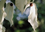 Davidia Involucrata1