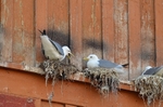 Kittiwakes
