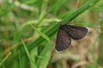Chimney Sweeper, Yorkshire Wolds Way, near Huggate