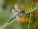 Migrant Hawker