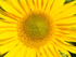 Sunflower 1