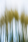 Perceptions of Reality 4