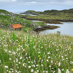 Manish Bog Cotton