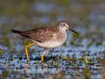 Lesser Yellowlegs (juvenile) on the Port Meadow floods