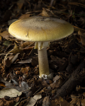 Deathcap (03)