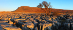 White Scar Limestone pavement with Ingleborough in the distance.