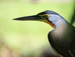 Bare-throated Tiger-He...