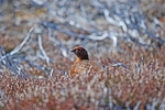 Red Grouse