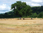 500 year old Oak Tree on Middlewood Farm, Cathedine.