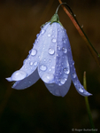 Harebell (02)
