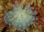 Diazona violacea