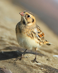 Lapland Bunting close-up