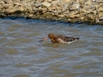 Black-tailed Godwit
