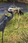 _84Y0532 Amboseli