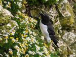 Razorbill