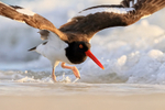 American Oystercatcher running to take off, Fort De Soto, Florida