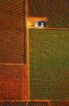 Autumn Vines-3865 from a Hot-Air Balloon.