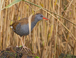 Water Rail - Rallus aquaticus