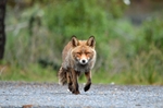 Red Fox