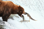 Jumping salmon hits Brown Bear on nose, Brooks Falls, Alaska