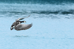 Barnacle Goose landing on lagoon, Jokulsarlon, Iceland