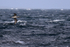 Gannet (juvenile) in flight off Ness of Duncansby, Scotland