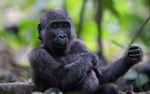Baby gorilla three years old