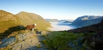 Sheep with a view, Buttermere EDC273