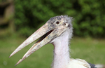 Marabou Stork