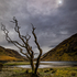 Lough Doo Tree