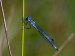 Common Blue Damselfly